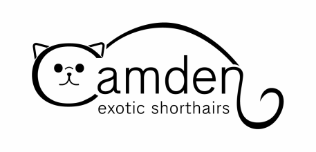 Camden Exotic Shorthairs