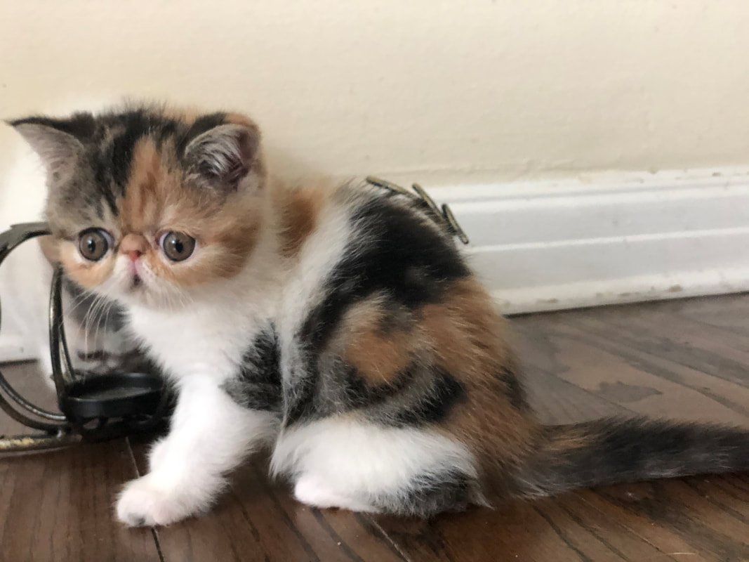 Available Camden Shorthair Kittens Camden Exotic Shorthairs